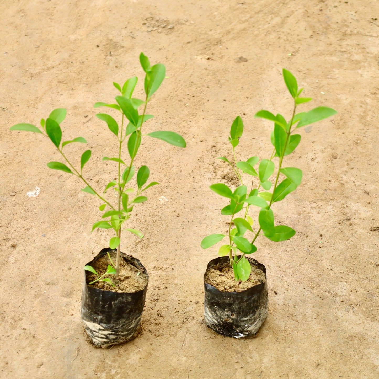 Set of 2 Enermy Hedge Plant | 4 inch Nursery Bag