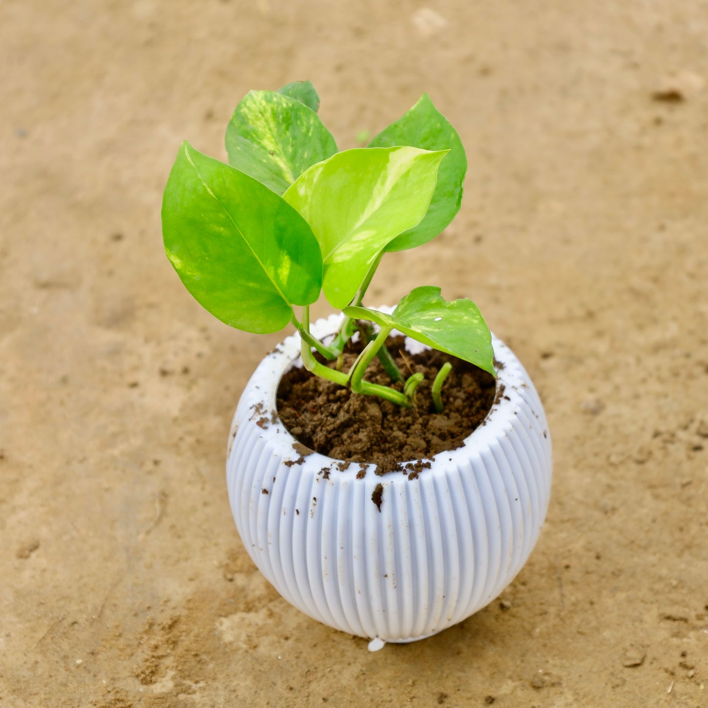 Money Plant Green | 5 inch pumpkin designer white plastic pot