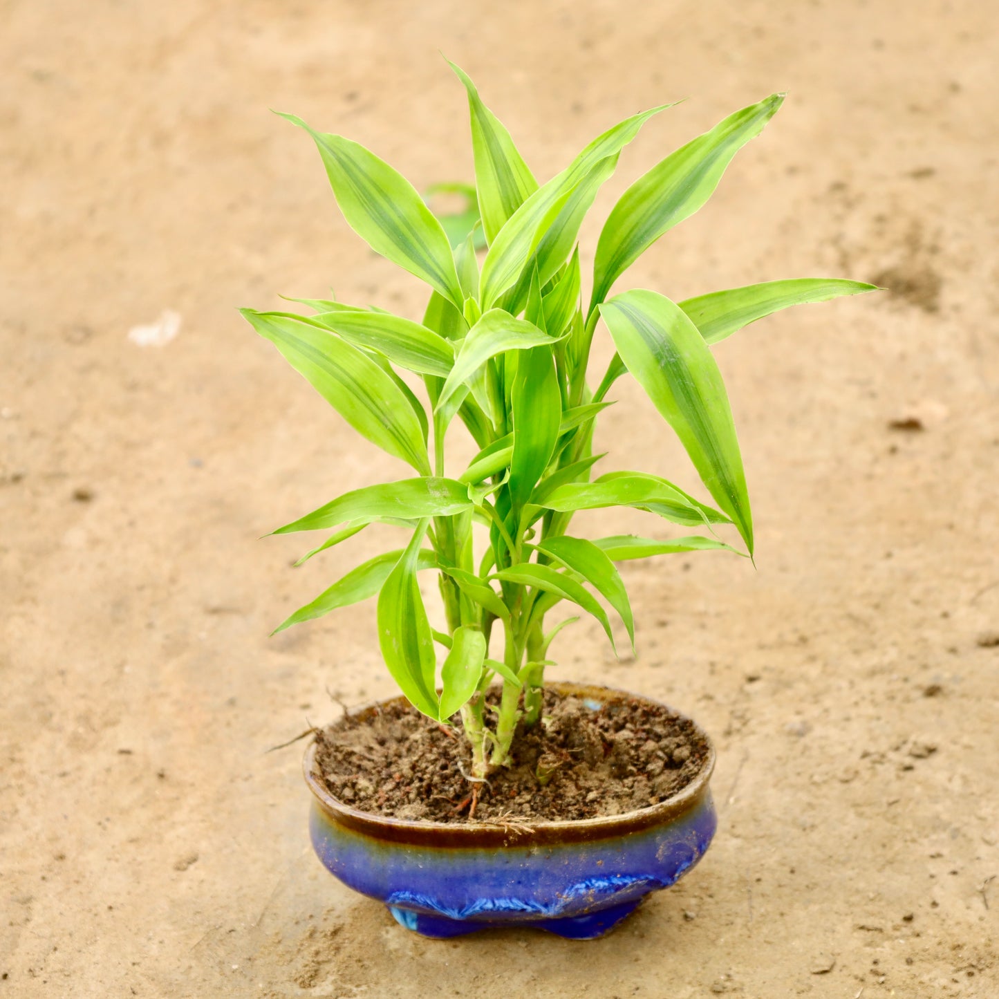 Golden Lucky Bamboo | 4X6 inch oval ceramic bonsai tray