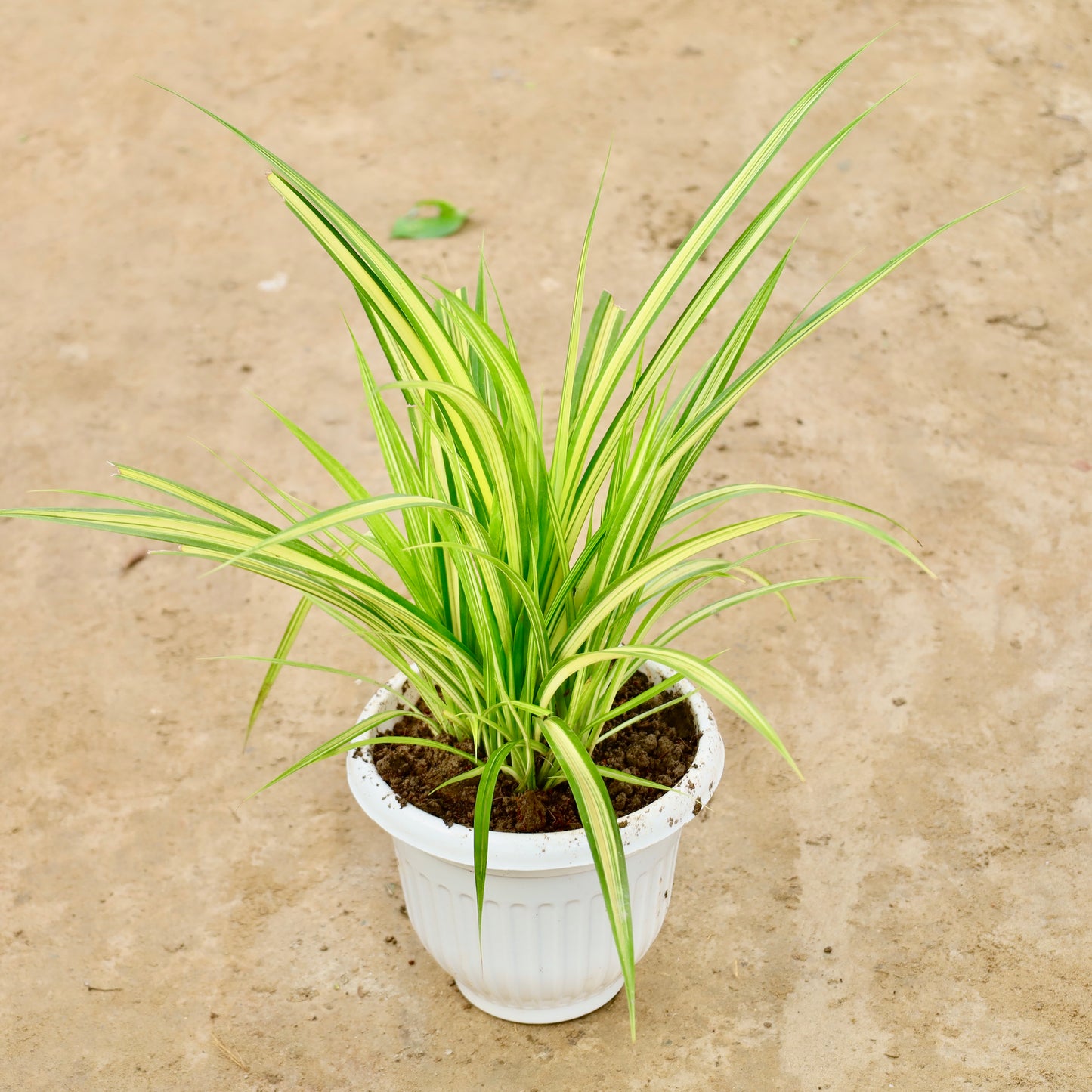 Pandanus / Golden Spider | 8 Inch White Olive Plastic Pot