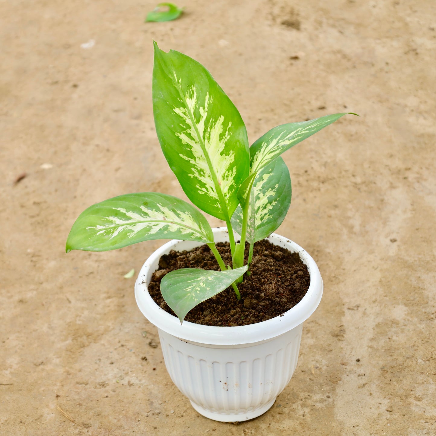 Dieffenbachia | 8 inch white olive plastic pot