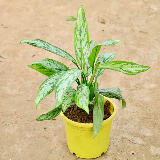 Aglaonema Chinese evergreen | 9 inch colorful nursery pot (any colour)