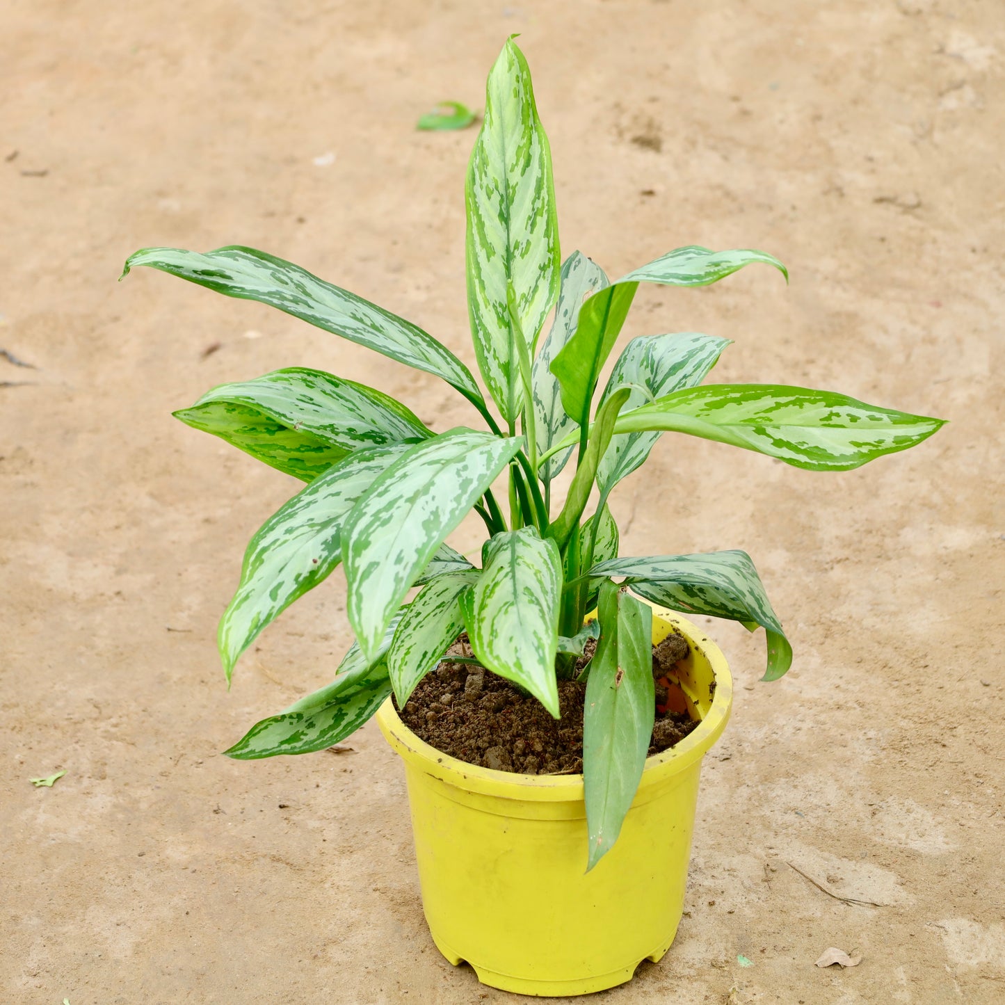 Aglaonema Chinese evergreen | 9 inch colorful nursery pot (any colour)