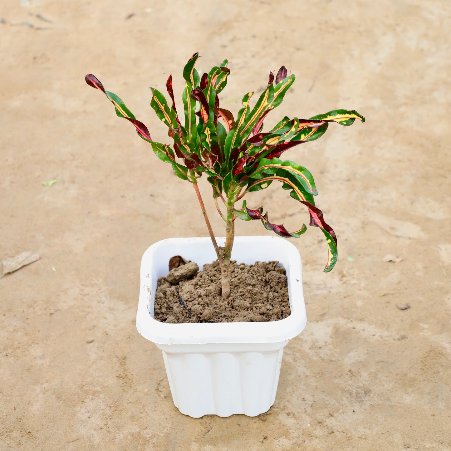 Croton curly boy / Screw Croton | 8 inch white heavy square plastic pot