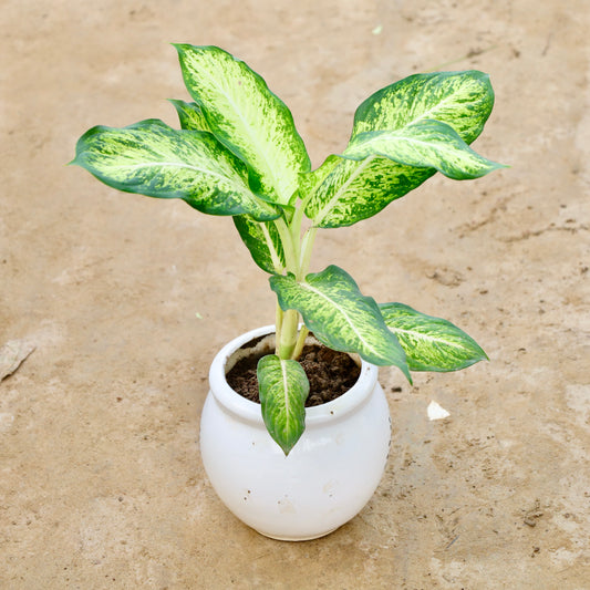 Tropical snow Sparkle | 6 inch matka ceramic pot