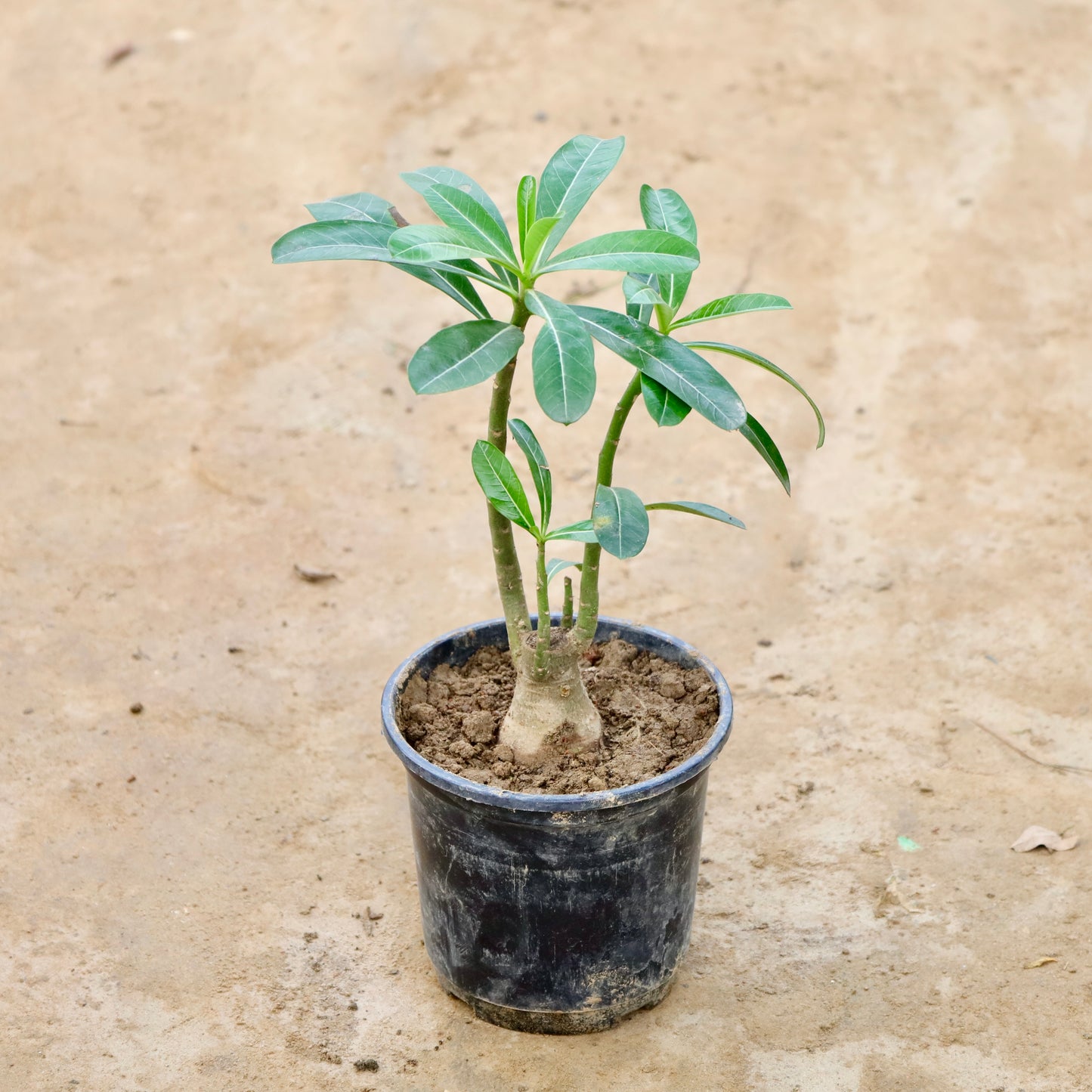 Adenium Red / Pink | 6 inch nursery pot