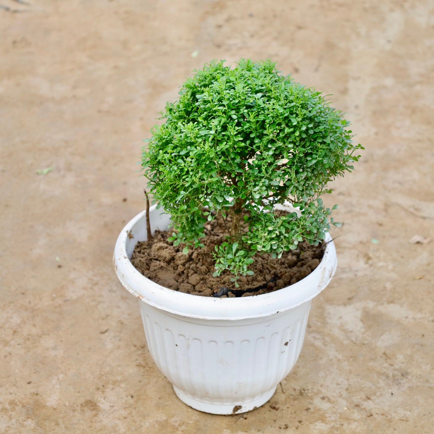 Table Kamini Big Bushy | 10 inch White Olive Plastic Pot