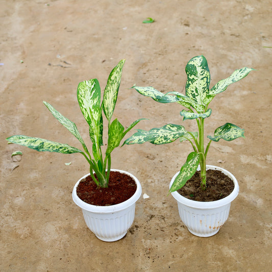 Dieffenbachia vesuvius and Aglaonema Silver Lady | 8 inch white olive plastic pot