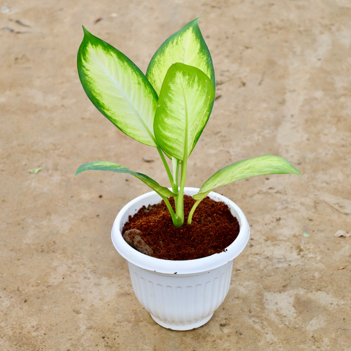 Aglaonema Mary Gold | 8 inch white olive plastic pot