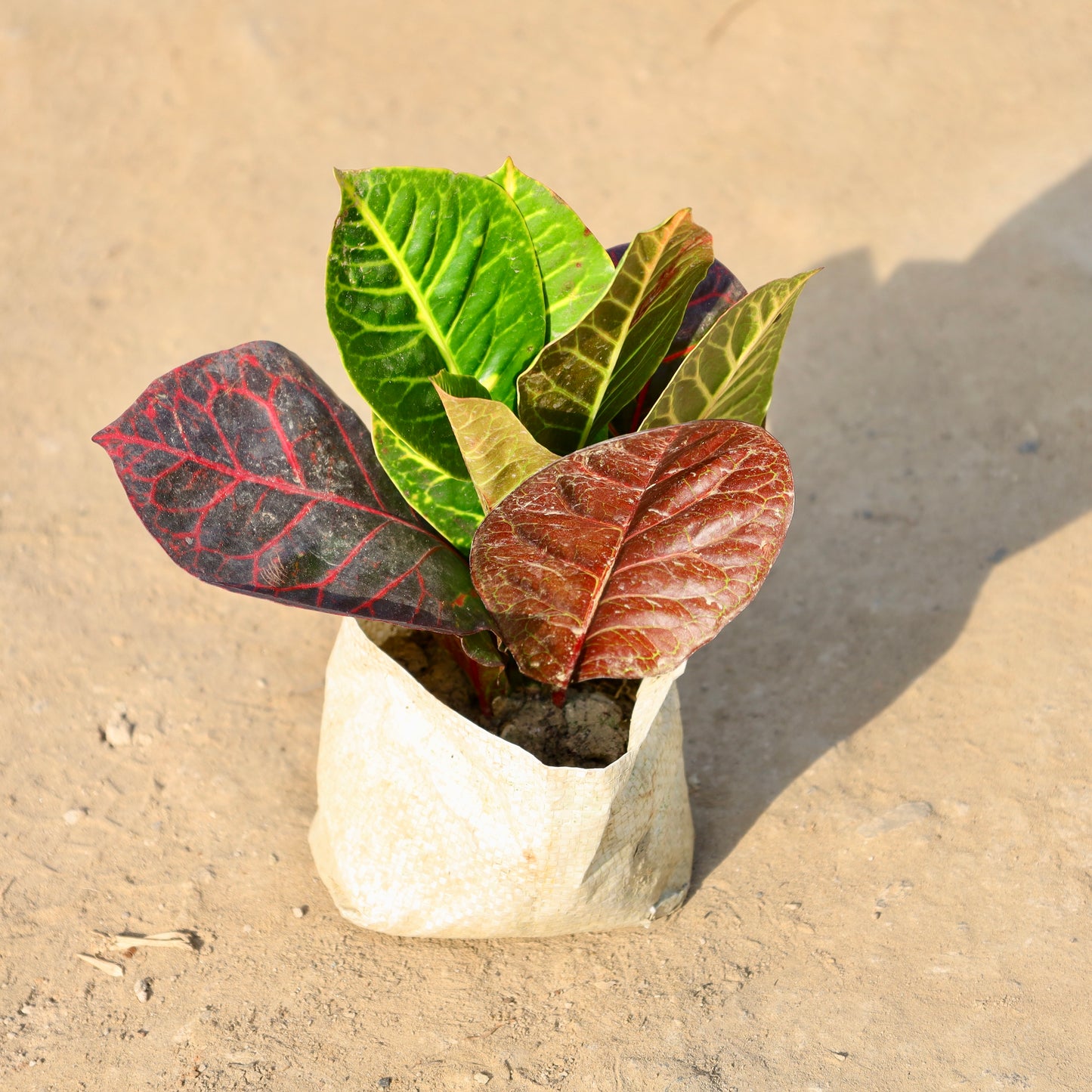 Croton Petra |4 inch nursery bag