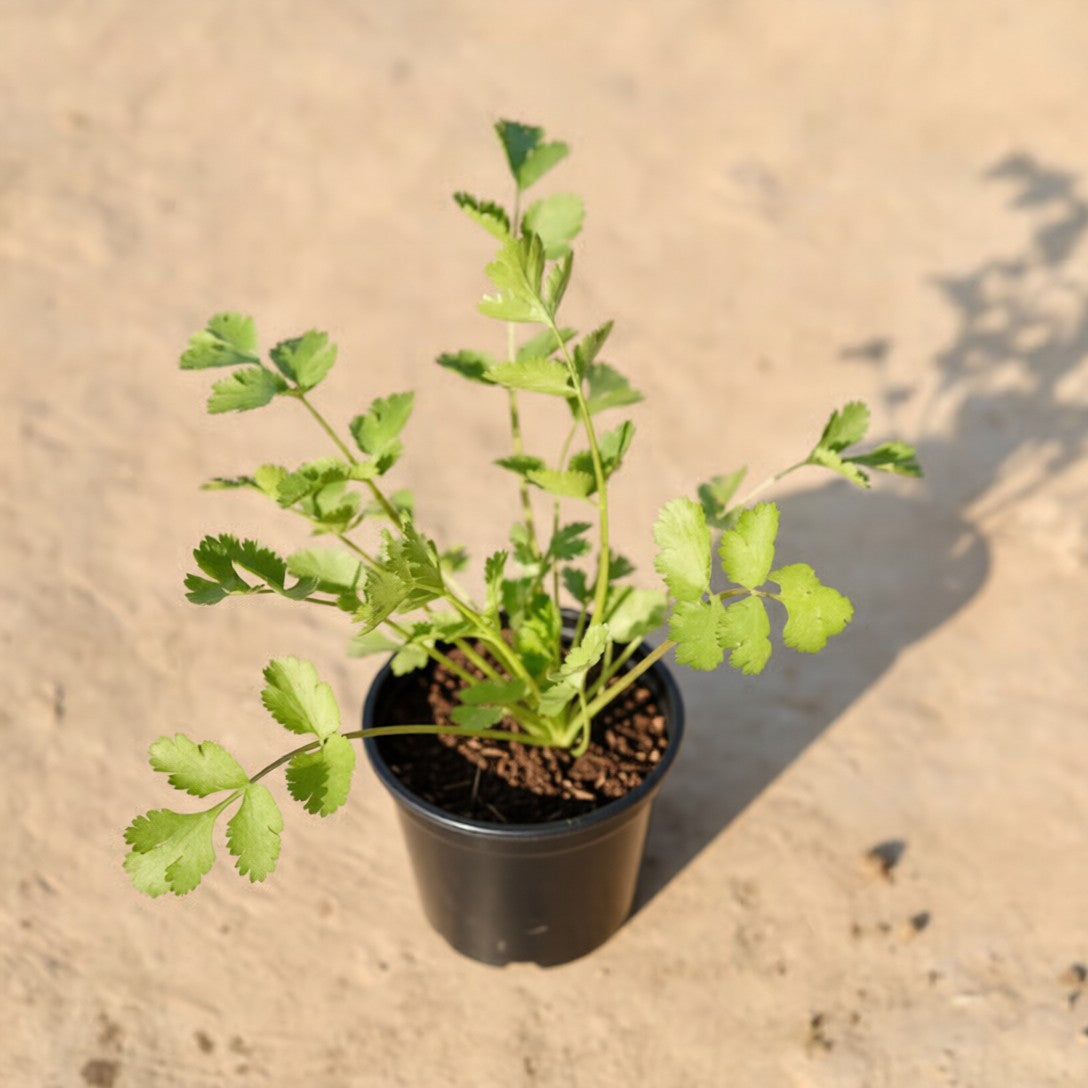 Dhaniya / Coriander Green in 4 Inch Nursery Pot