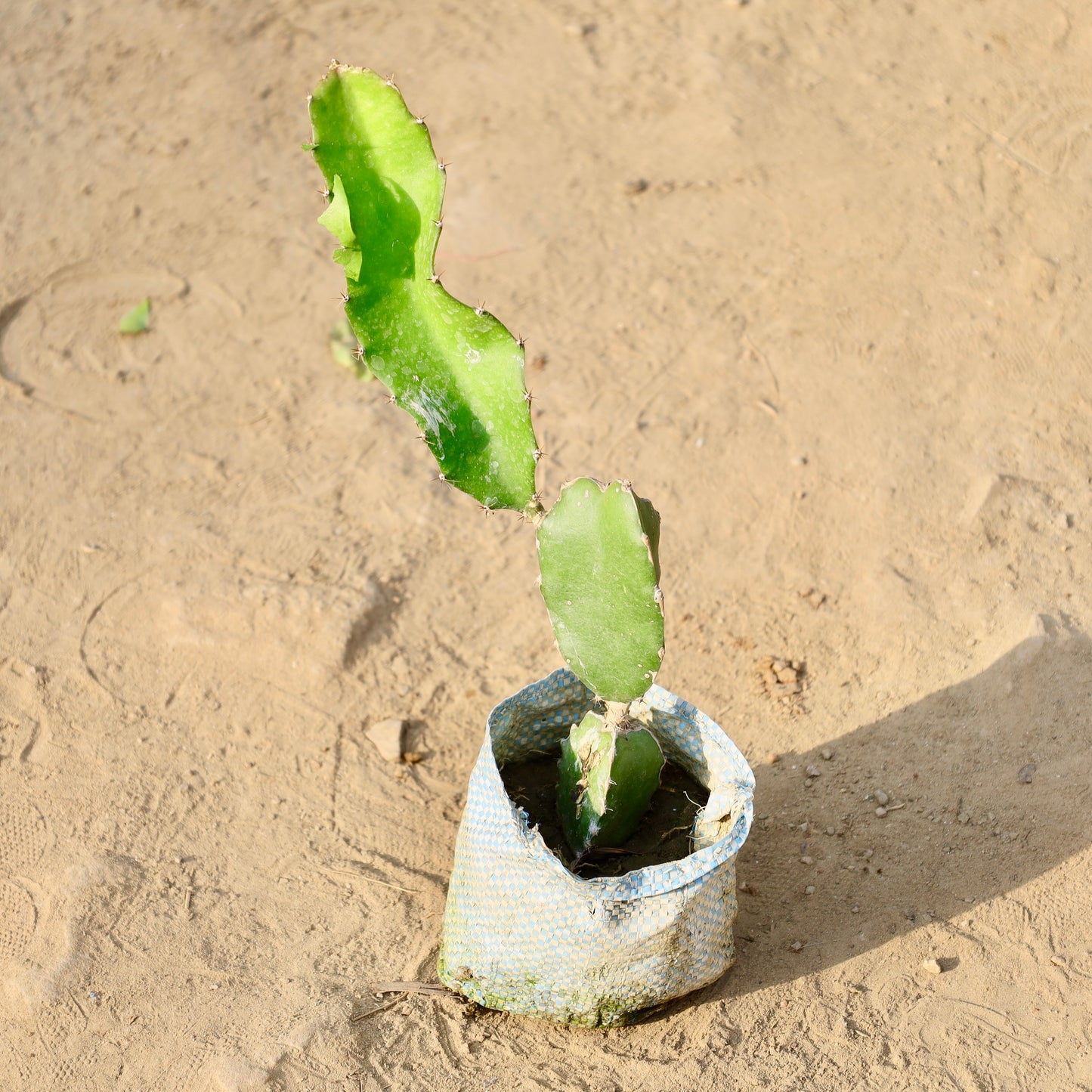 Dragon Fruit | 4 inch nursery bag