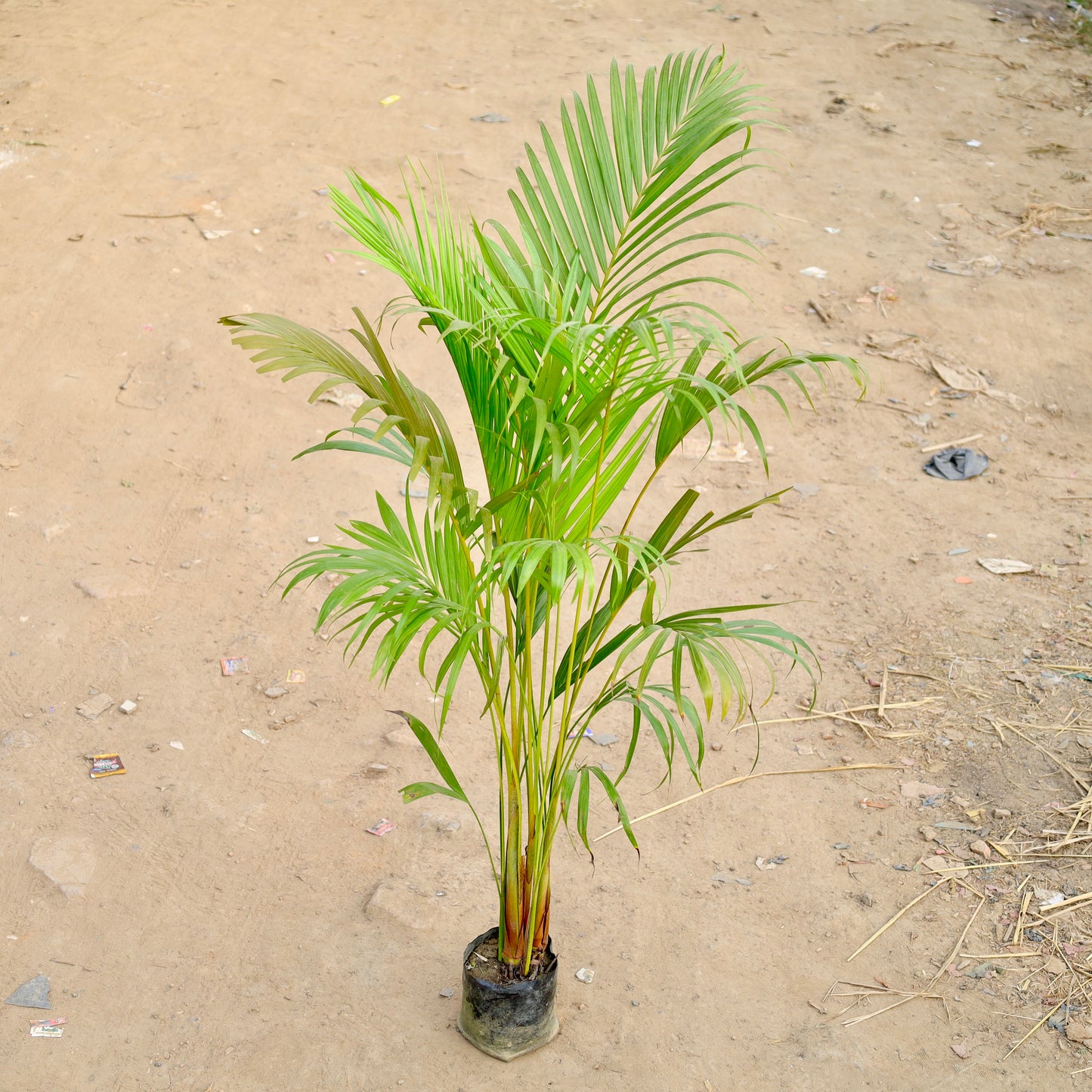 Dwarf areca Palm | 5 inch polybag