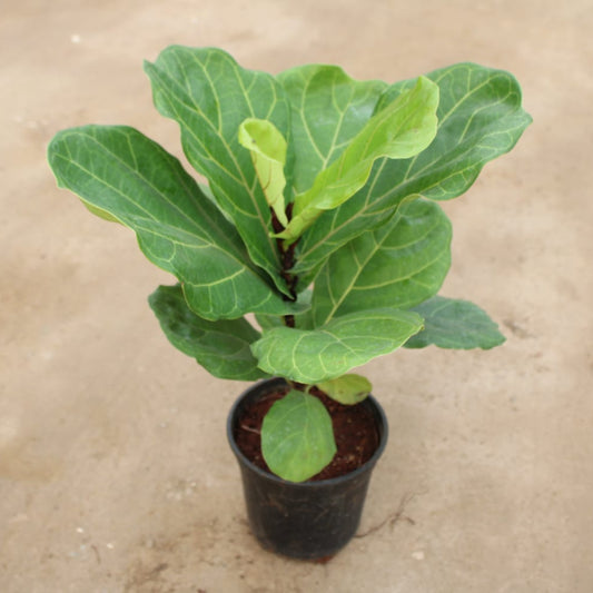 Fiddle Leaf (Ficus Lyrata) | 6 inch nursery pot