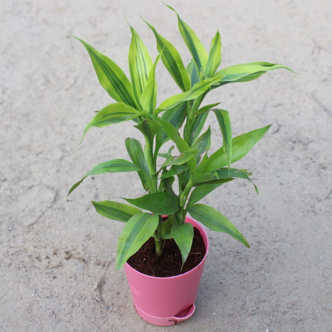 Golden Lucky bamboo | 4 inch pink florence self watering pot