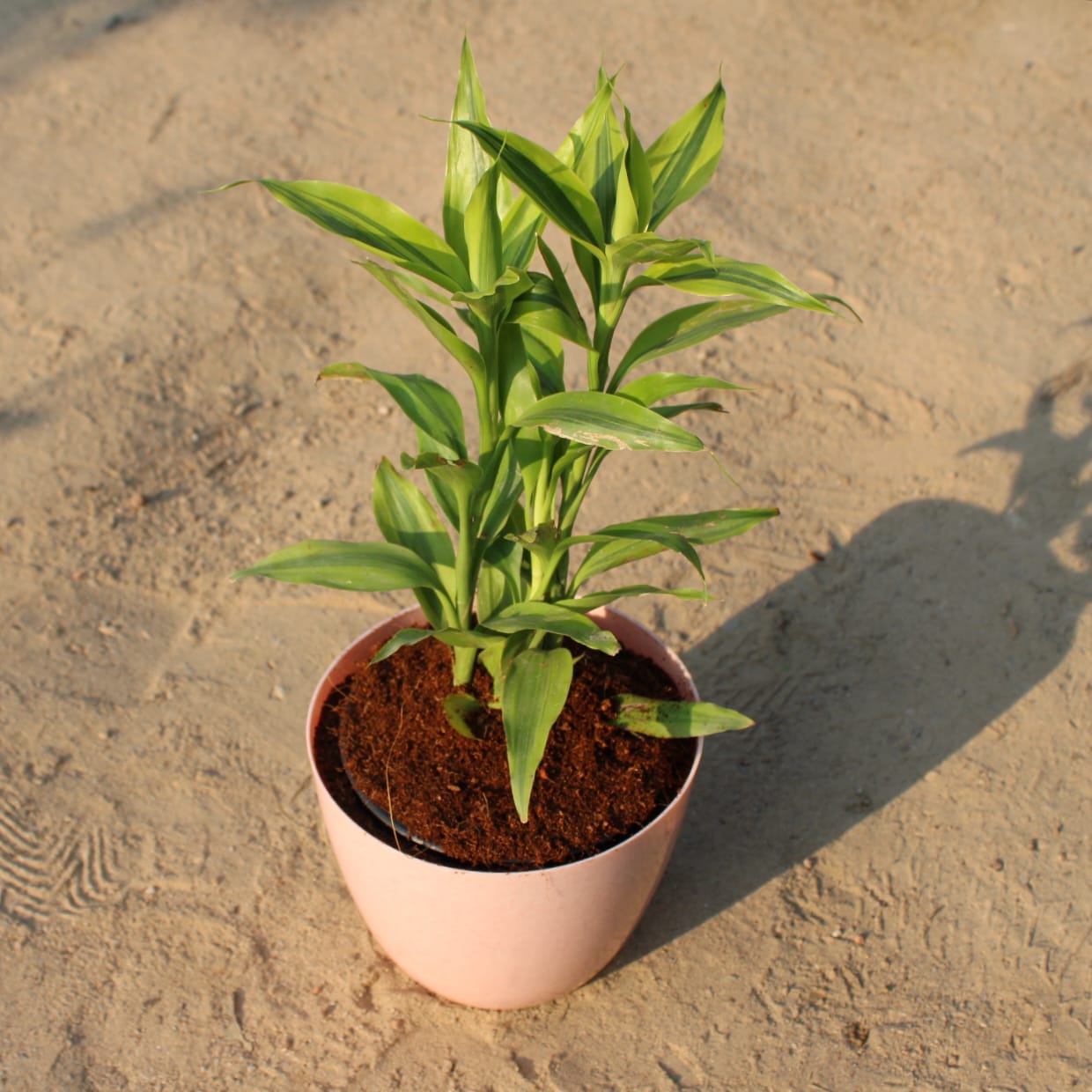 Golden Lucky Bamboo | 4 inch pink orchid round pot