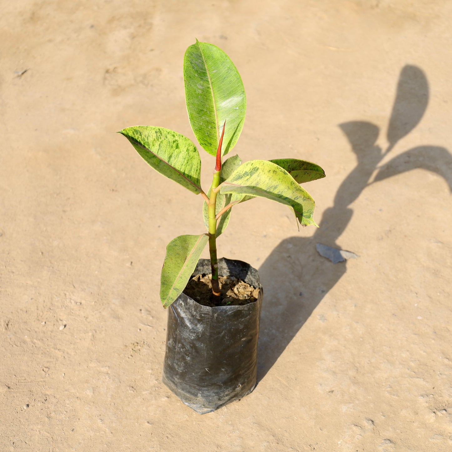 Golden Rubber plant | 4 inch nursery bag