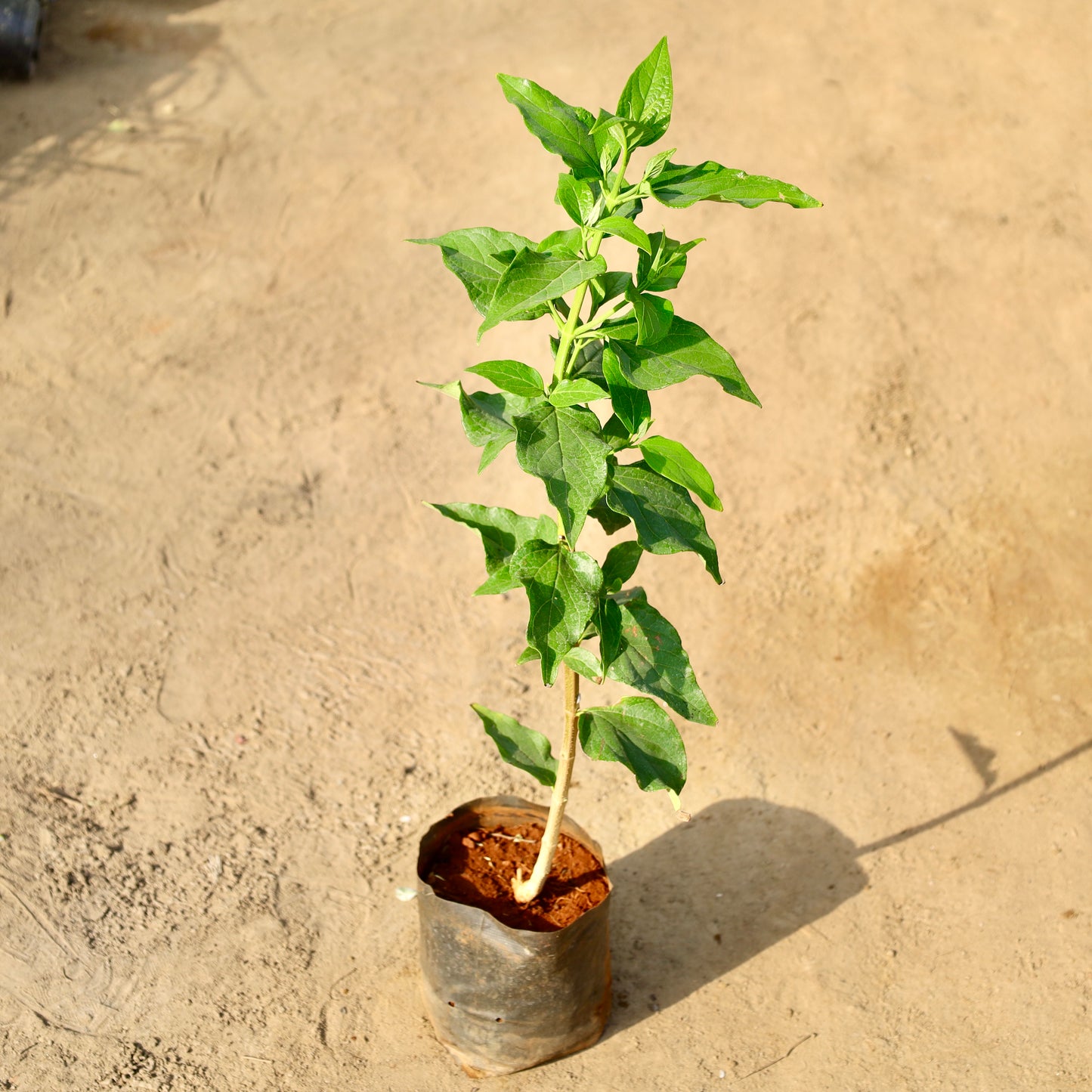 Harsigar-Parijat Pune variety | 8 inch nursery bag