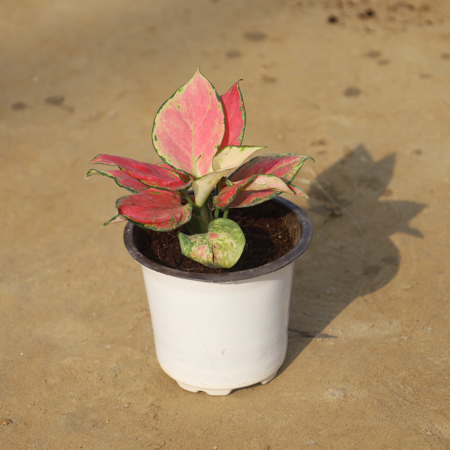 Aglaonema Pink Dalmatian In 4 Inch Nursery Pot