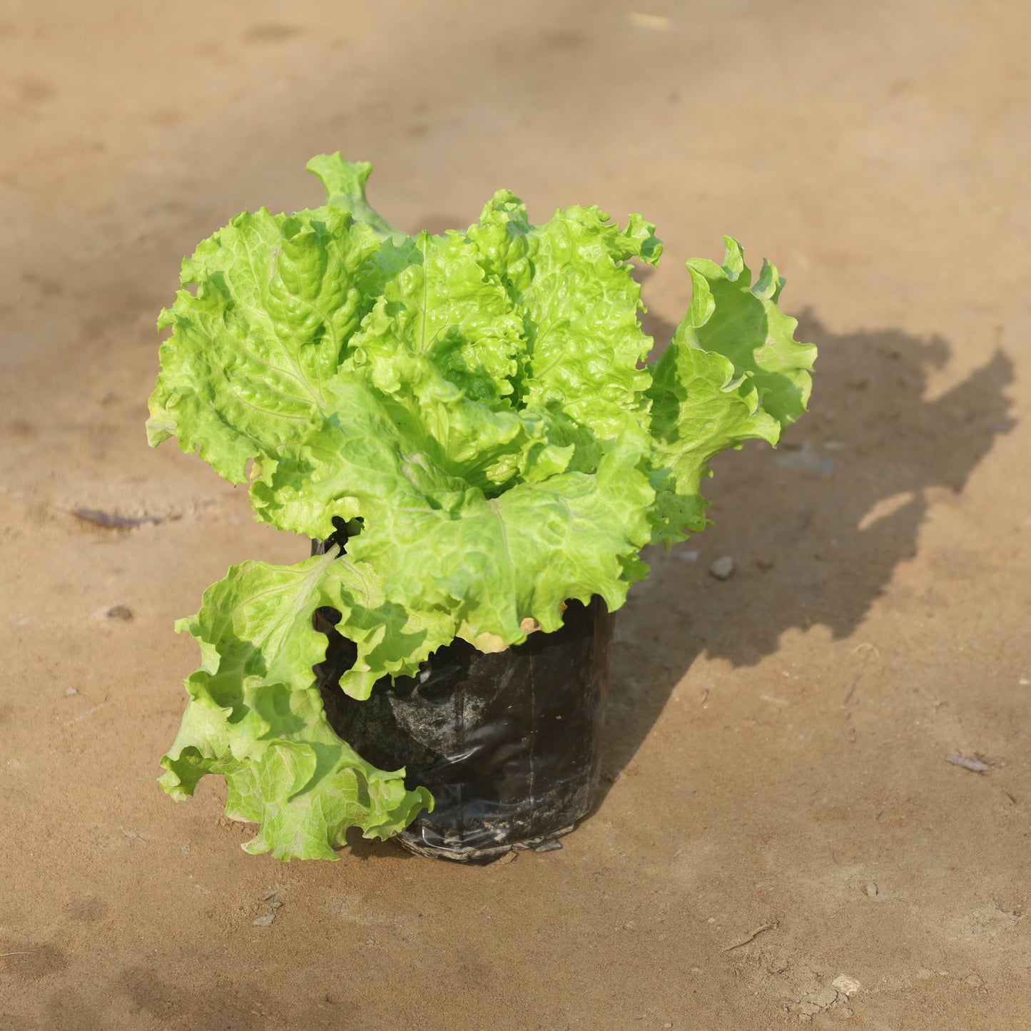 Lettuce Green (Salad Patta) in 4 Inch Nursery Bag