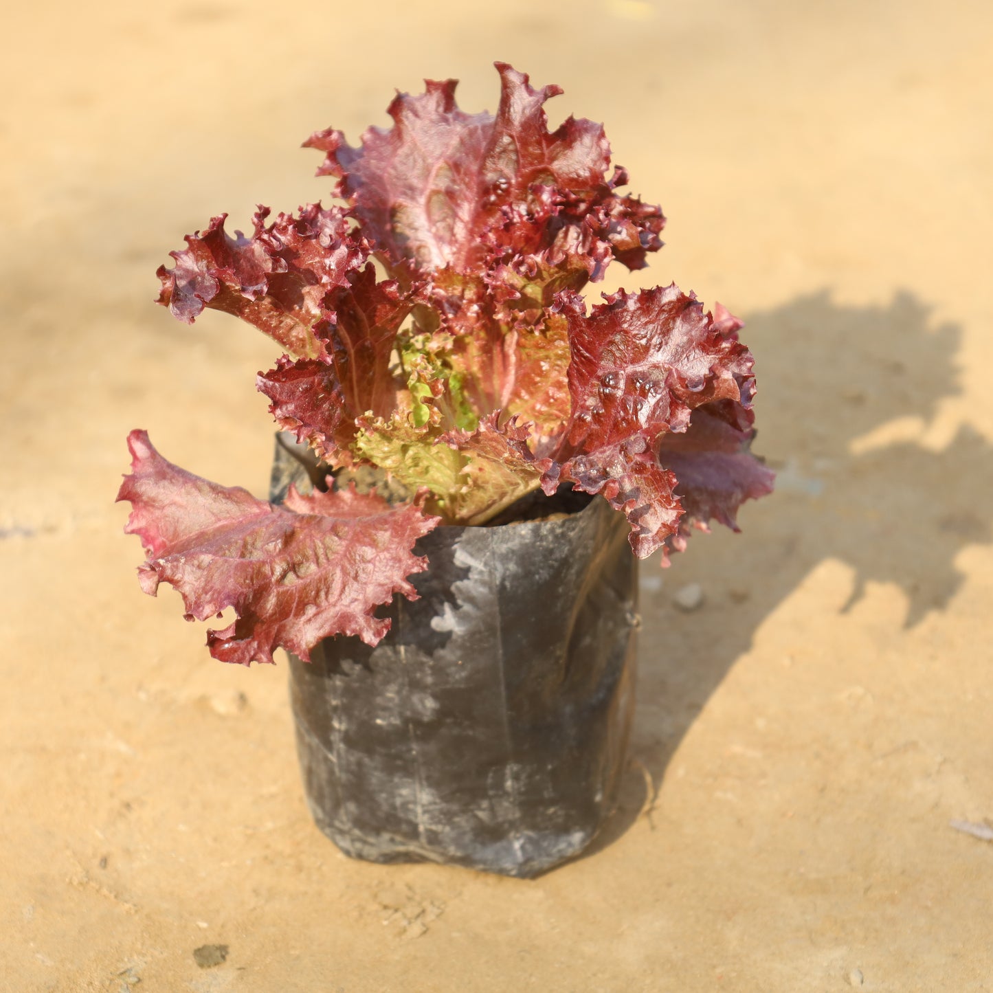 Lettuce Red (Salad Patta) in 4 Inch Nursery Bag