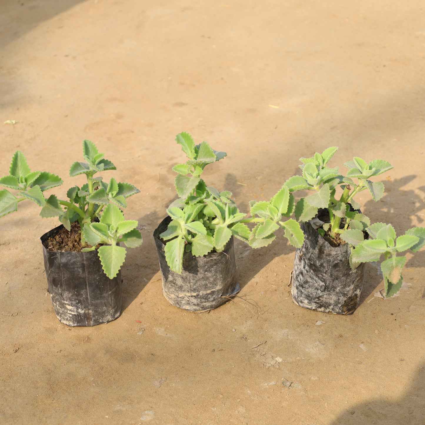 Set of 3 Ajwain Plant in 4 Inch Nursery Bag