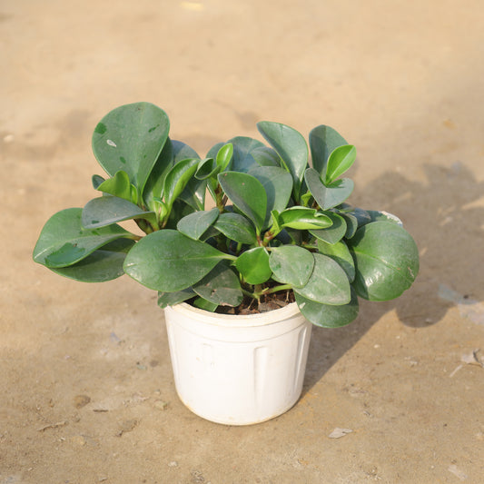 Peperomia / Radiator Plant in 4 inch Nursery Pot
