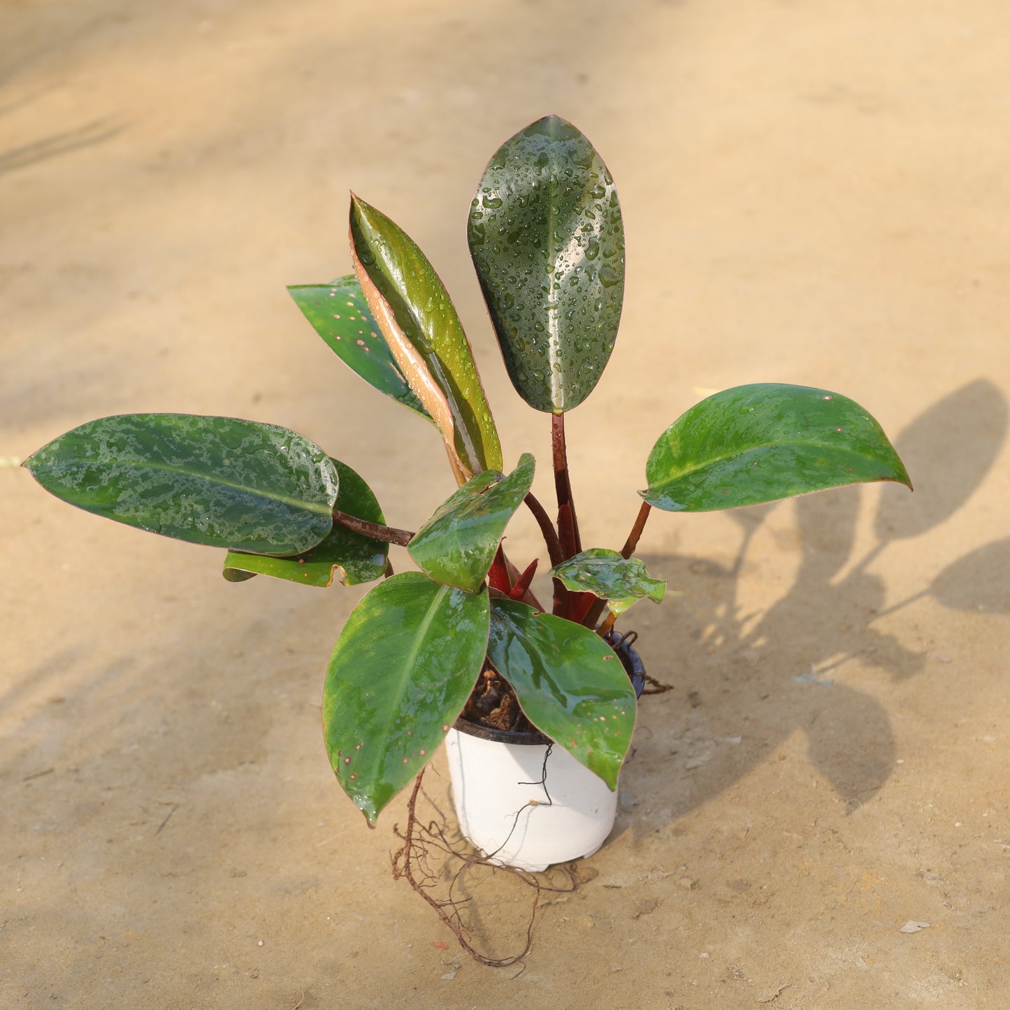 Philodendron Congo in 4 inch Nursery Pot