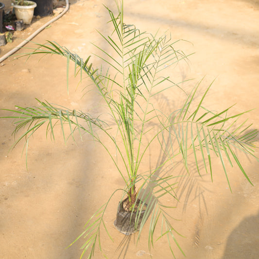 Phoenix Palm in 6 Inch Nursery Bag