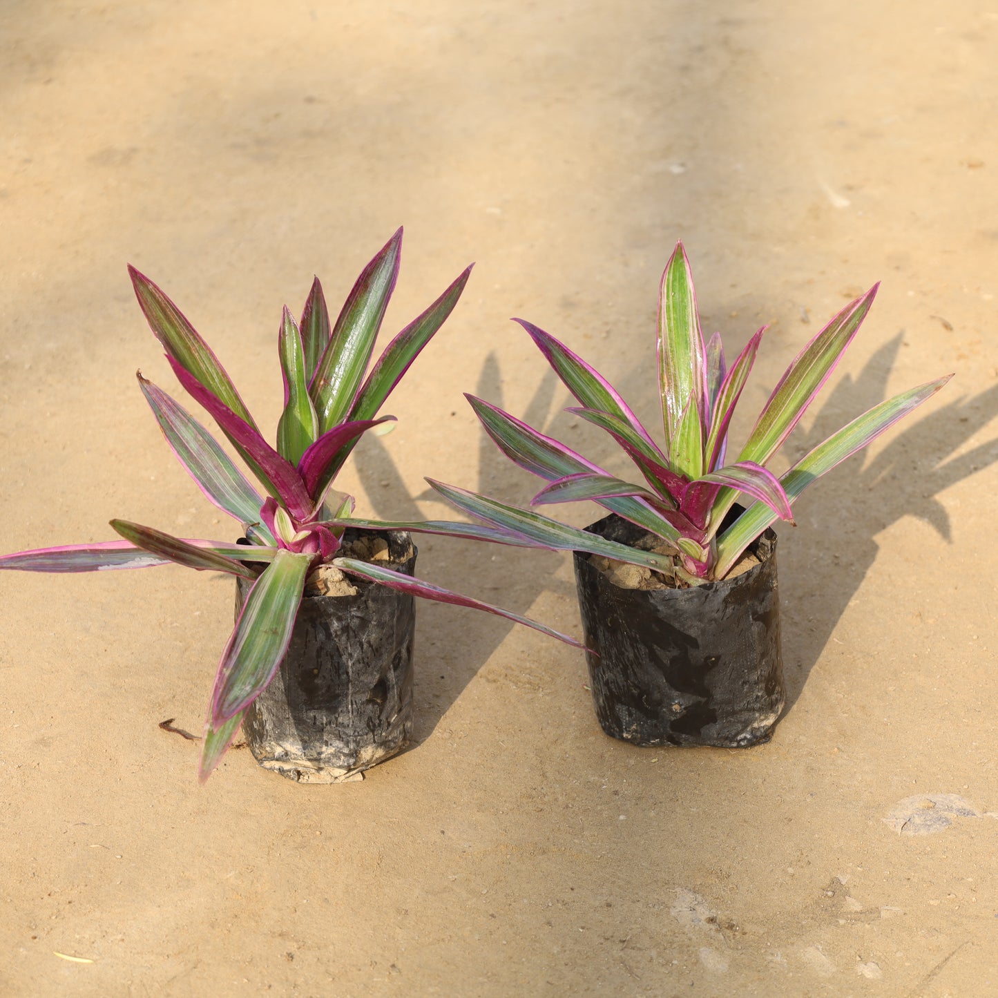 Set of 2 Rhoeo / Durangi in 4 Inch Nursery Bag