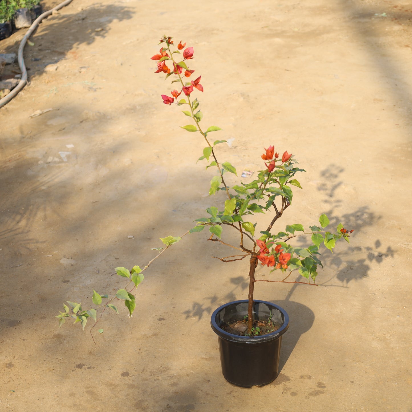 Bougainvillea Any Colour in 8 Inch Nursery Pot
