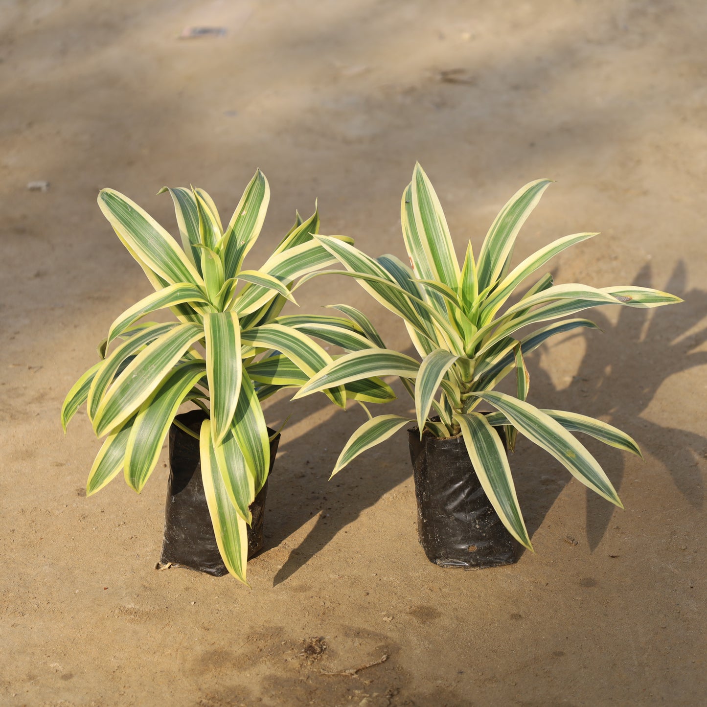 Set of 2 Song of India in 4 Inch Nursery Bag