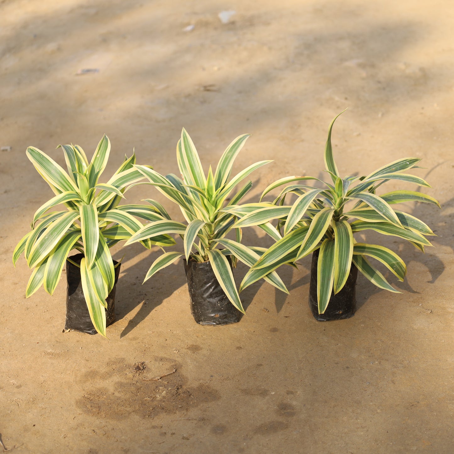 Set of 3 Song of India in 4 Inch Nursery Bag