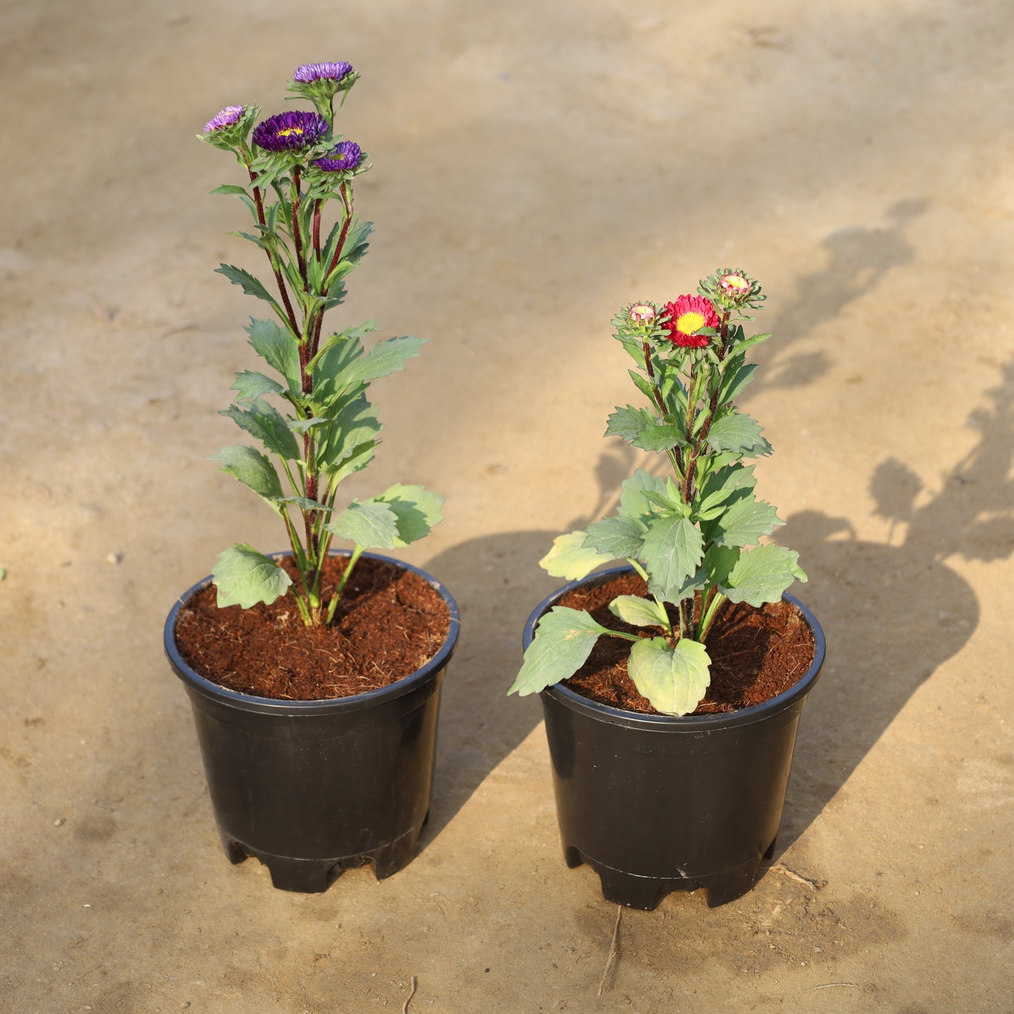 Set of 2 Aster (Any Colour) in 6 Inch Nursery Pot