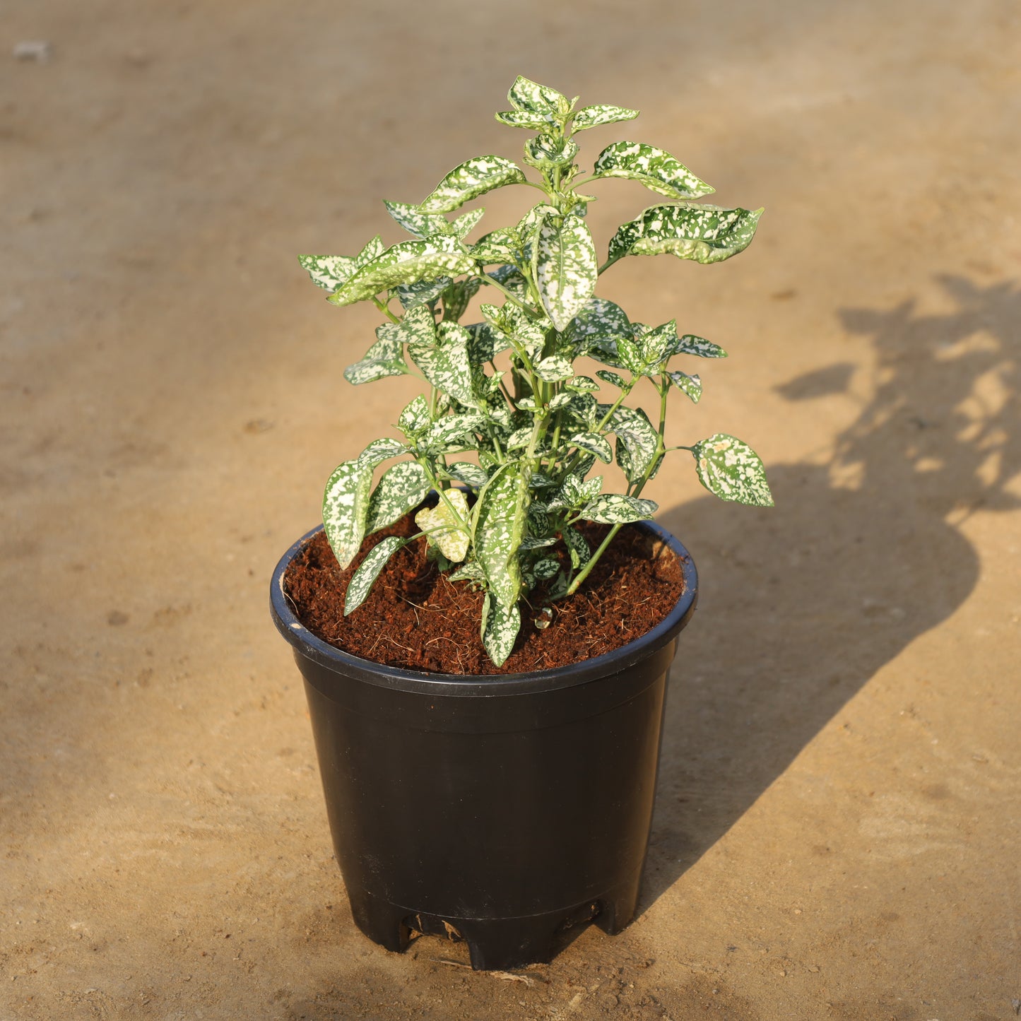 Hypoestes / Polka Dot White in 6 Inch Nursery Pot