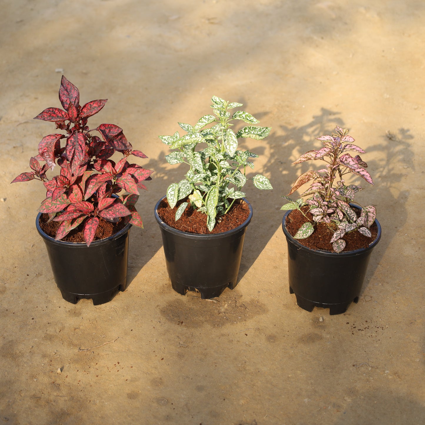 Set of 3 Hypoestes / Polka Dot Red, White and Pink in 6 Inch Nursery Pot