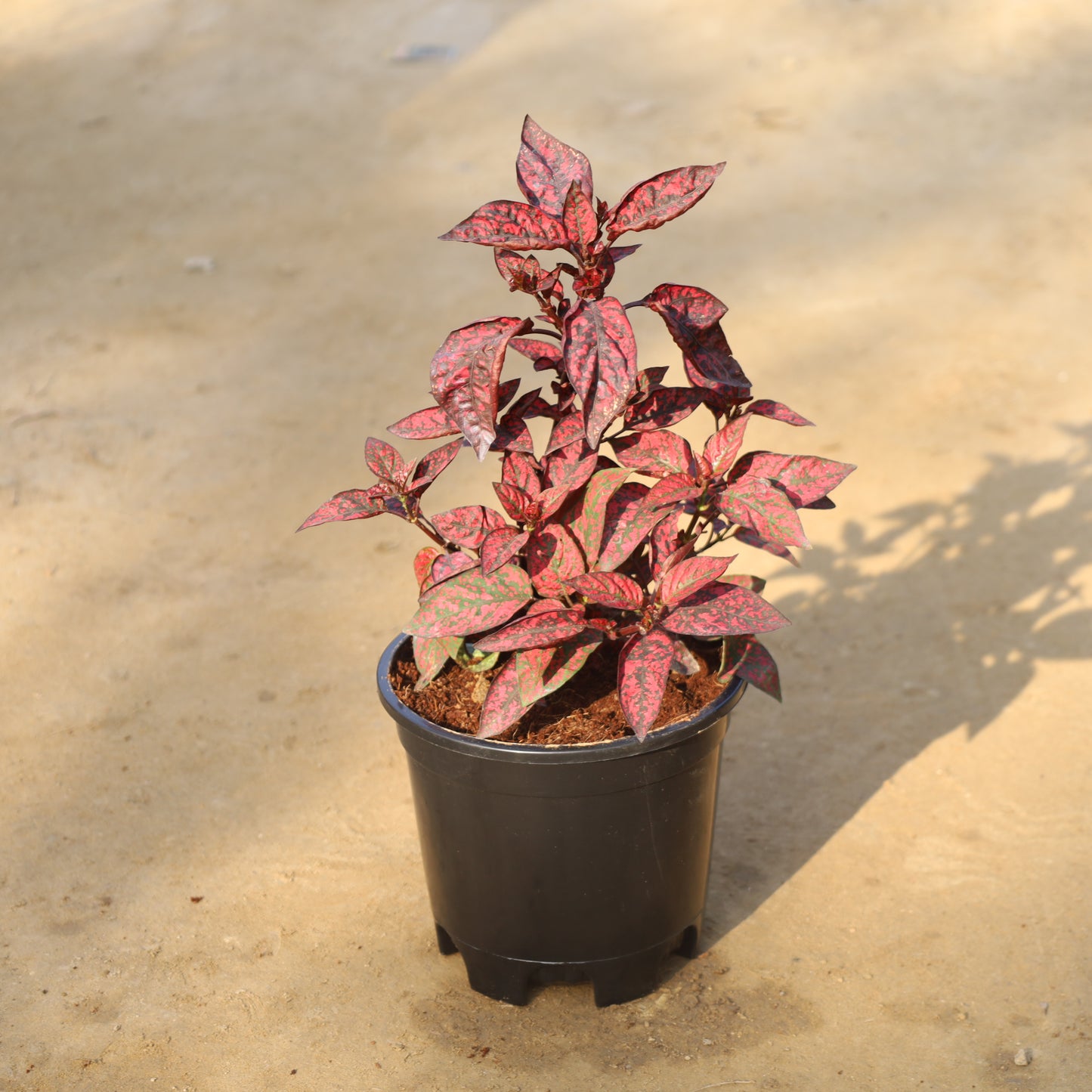 Hypoestes / Polka Dot Red in 6 Inch Nursery Pot