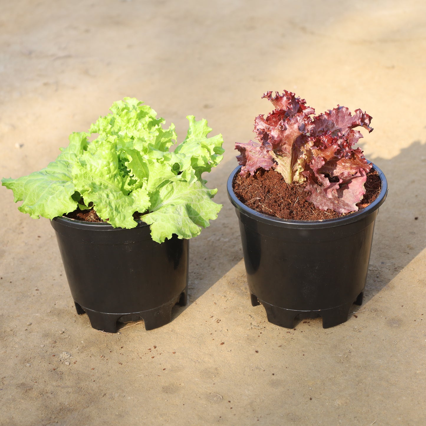 Set of 2 Lettuce Red and Green (Salad Patta) in 6 Inch Nursery Pot