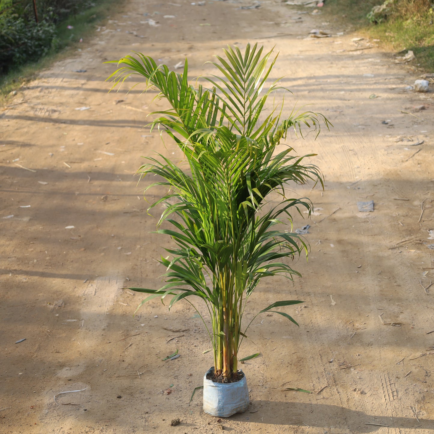 Air Purifier Areca Palm Indoor (~4-5 Ft) in 8 Inch Nursery Bag