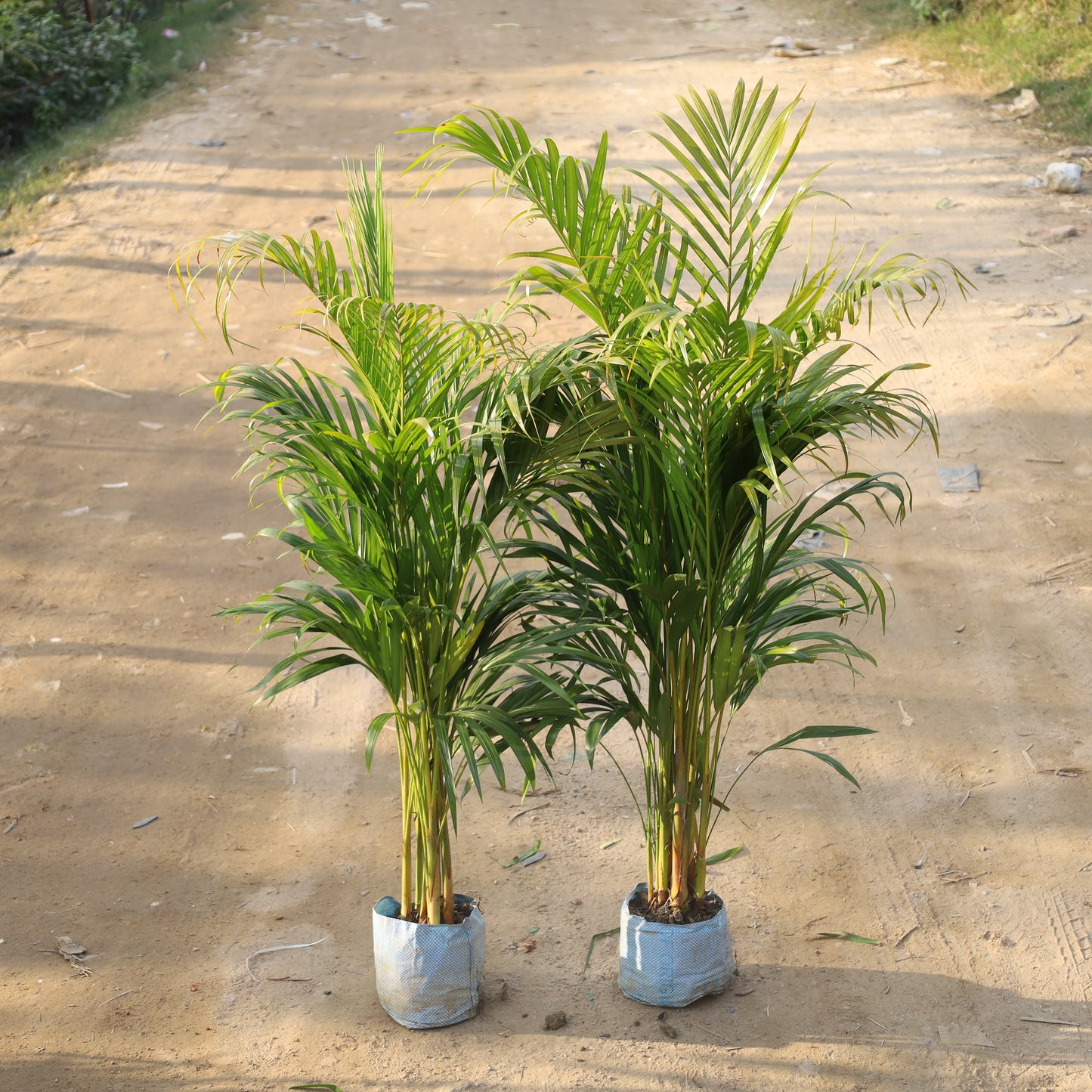 Set of 2 Air Purifier Areca Palm Indoor (~4-5 Ft) in 8 Inch Nursery Bag
