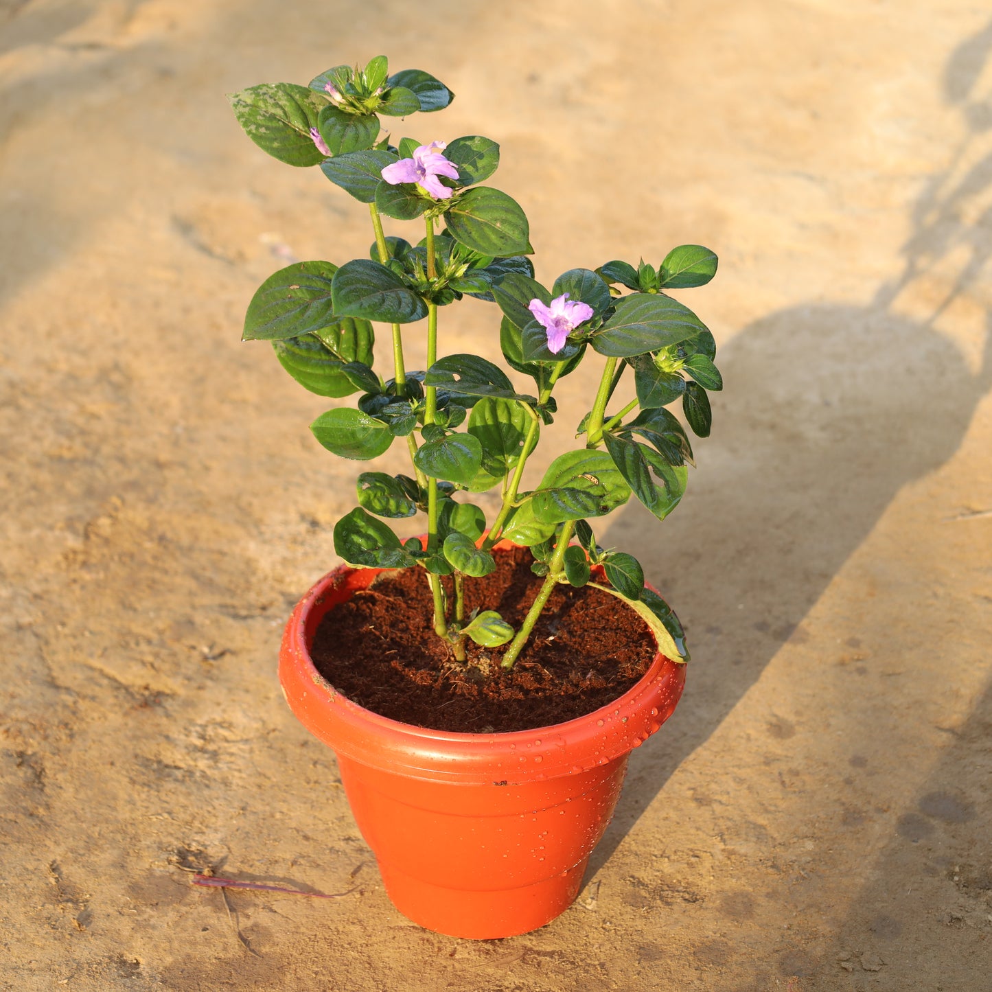 Barleria Cristata / Philippine Violet in 8 Inch Red Classy Plastic Pot