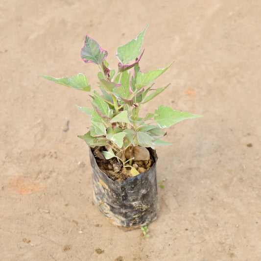 Ipomea-Sweet potato vine Variagated | 4 inch polybag