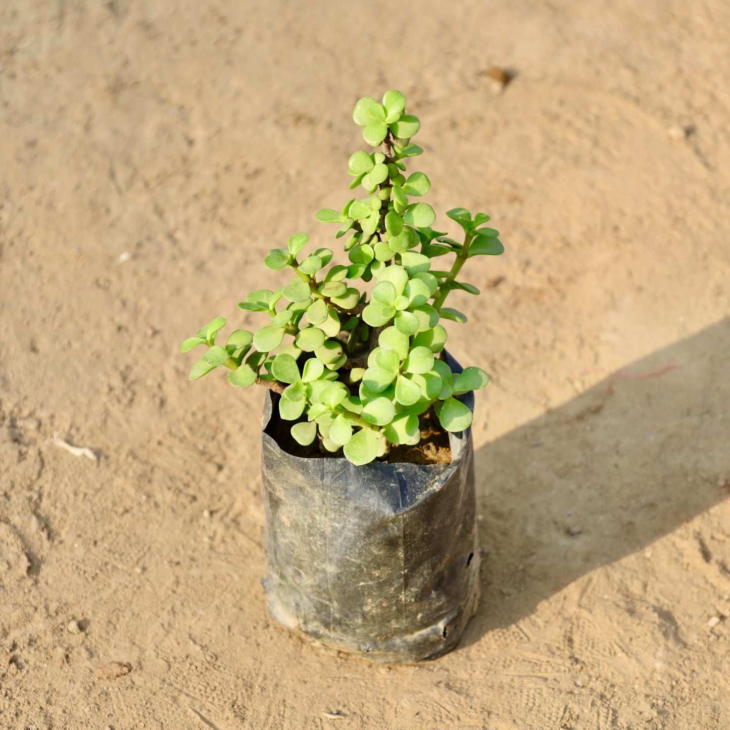 Jade plant | 4 inch nursery bag