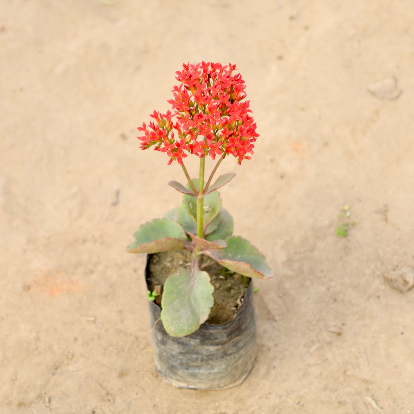 Kalanchoe Desi red | 4 inch polybag