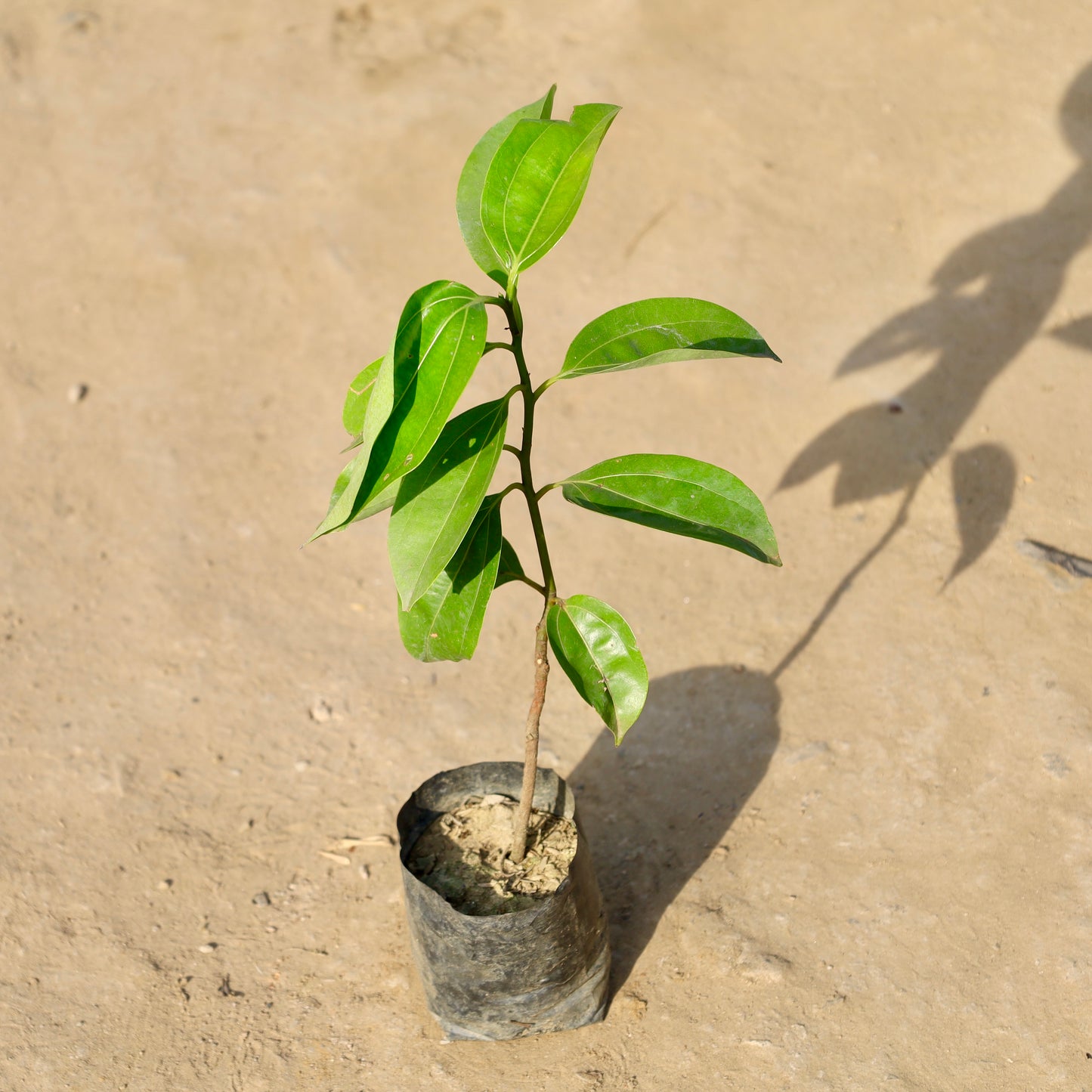 Kali mirch-Black Pepper | 4 inch nursery bag