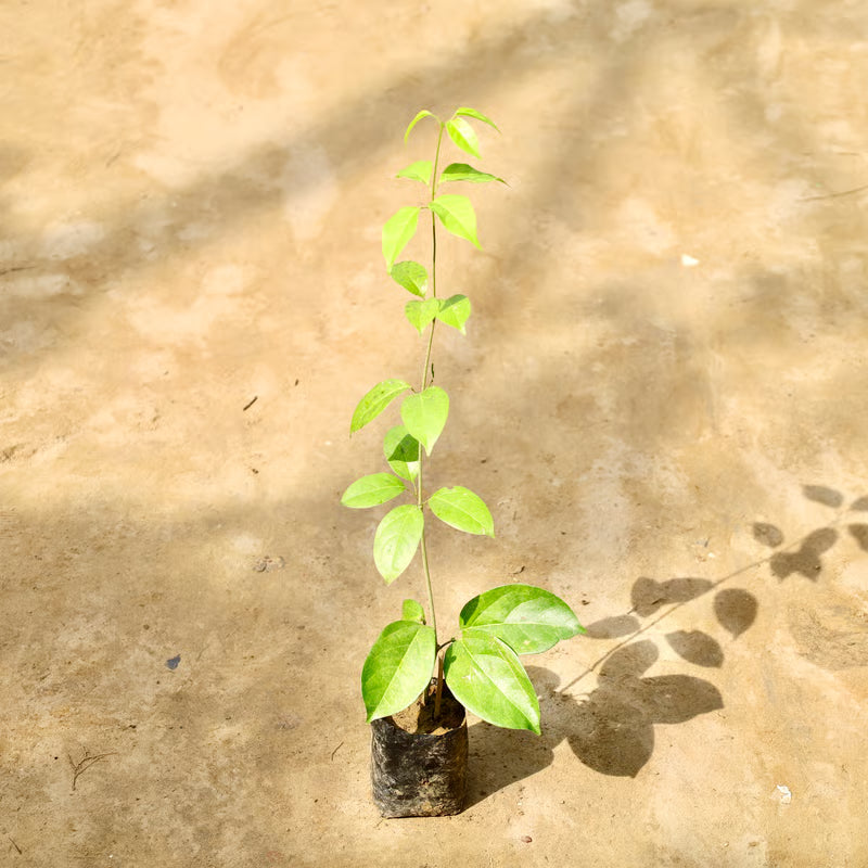 Lassan Bel / Garlic Vine in 4 inch Nursery Bag
