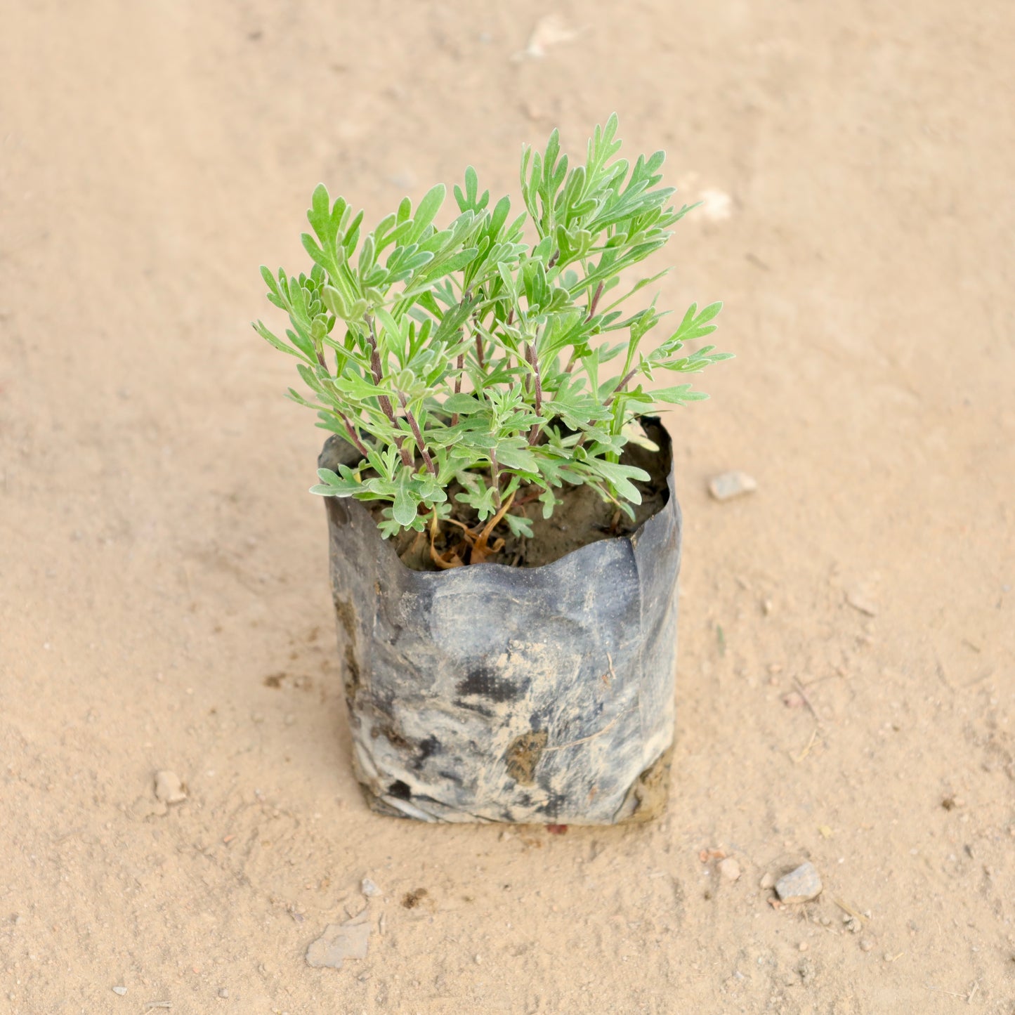 Lavender Plant | 4 inch polybag