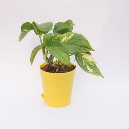 Money plant geen | 4 inch yellow florence self watering pot