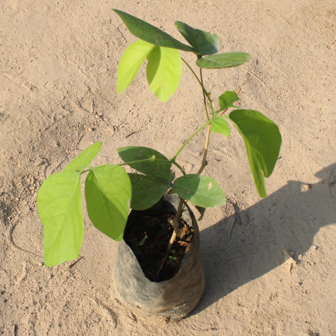 Palas (Sacred Plant) in 5 inch polybag