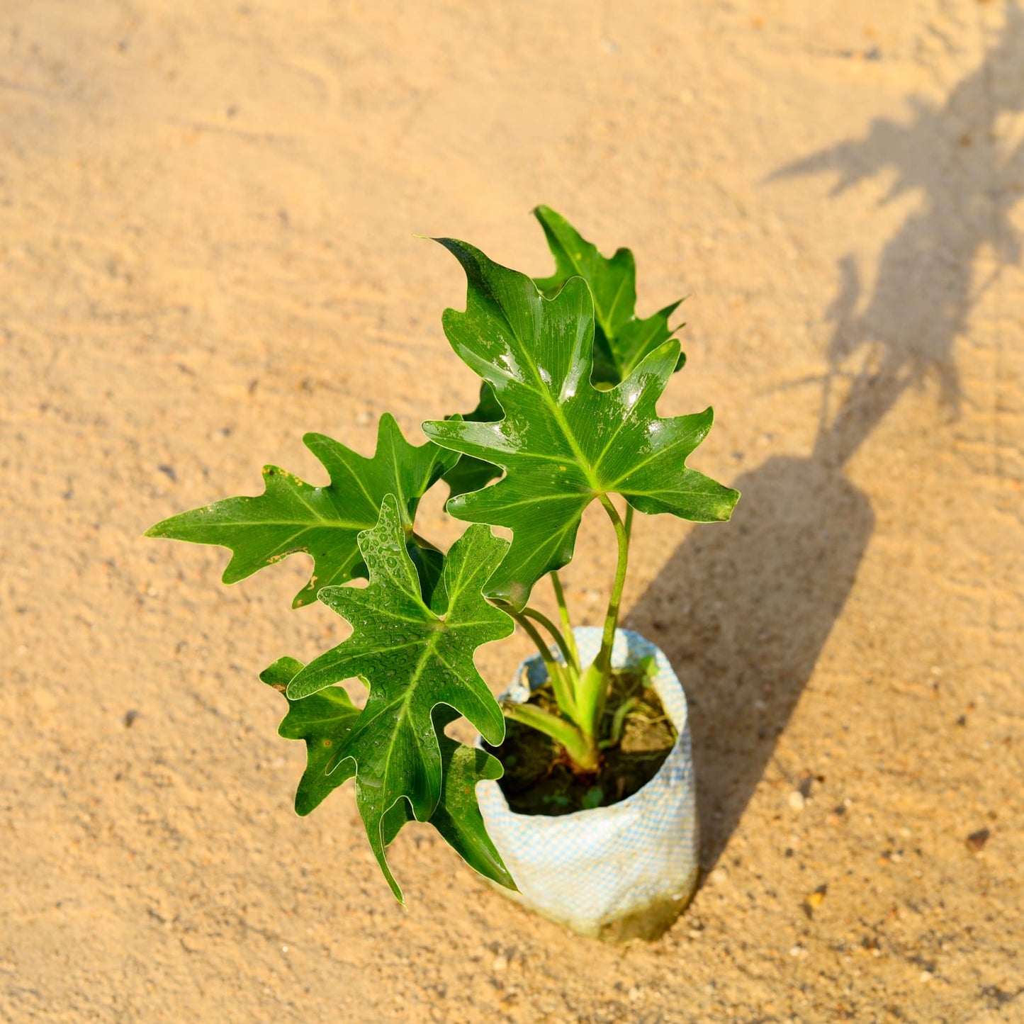 Philodendron Sealloum | 4 inch poly bag